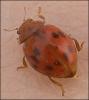 Subcoccinella vigintiquattuorpunctata Subcoccinella vigintiquattuorpunctata