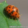 Subcoccinella vigintiquattuorpunctata Subcoccinella vigintiquattuorpunctata