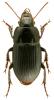 Harpalus froelichii