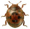 Subcoccinella vigintiquattuorpunctata