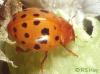 Subcoccinella vigintiquattuorpunctata Subcoccinella vigintiquattuorpunctata