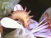Subcoccinella vigintiquattuorpunctata Subcoccinella vigintiquattuorpunctata