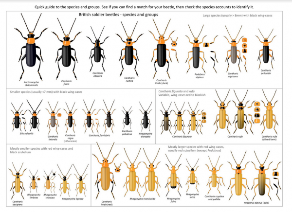 Mark Gurney's guide to soldier beetles