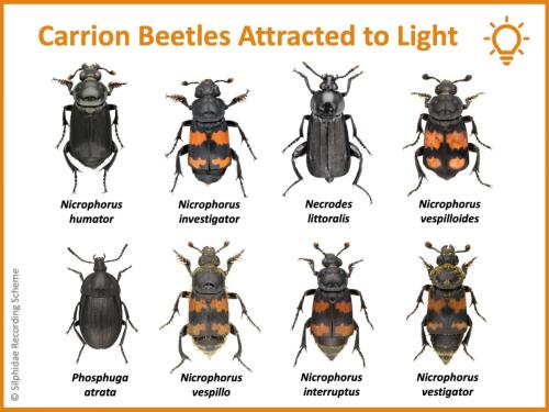 Graphic showing the species of carrion beetle that are attracted to light