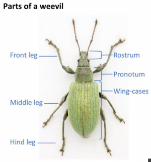 Parts of a weevil - illustration