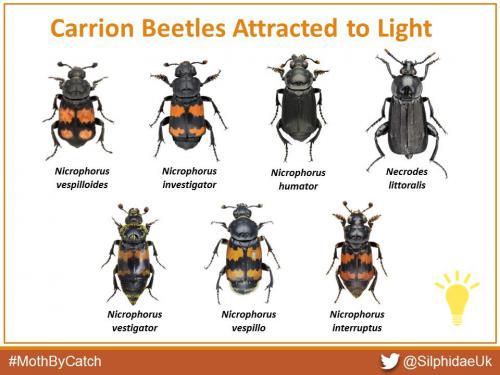 Carrion beetles attracted to light