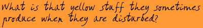 What is that yellow stuff they sometimes produce when they are disturbed? What is that yellow stuff they sometimes produce when they are disturbed?
