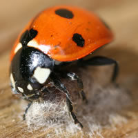 A 7-spot ladybird and the cocoon of its parasitoid wasp.