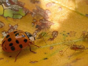 Harlequin ladybird preying on aphids