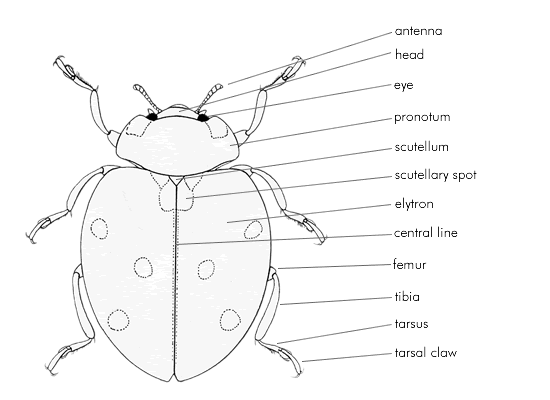 Diagram of ladybird anatomy, upper side.