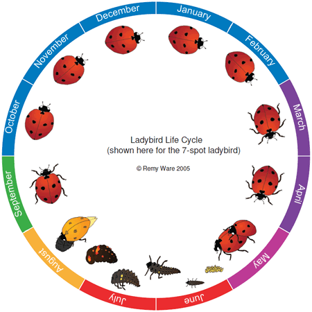 Diagram illustrating ladybird life cycle.