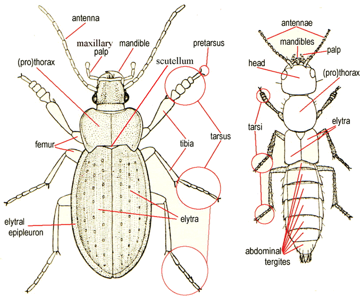 Diagram of beetle morphology