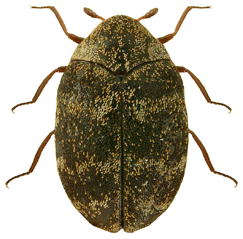 Anthrenus museorum