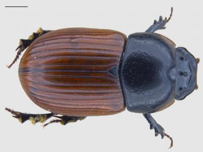 Aphodius pedellus - dung beetle