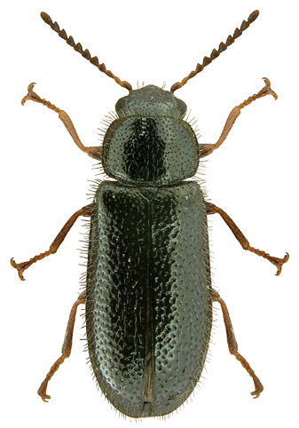 Aplocnemus nigricornis