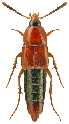 Bolitobius castaneus