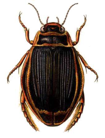 Aquatic Coleoptera