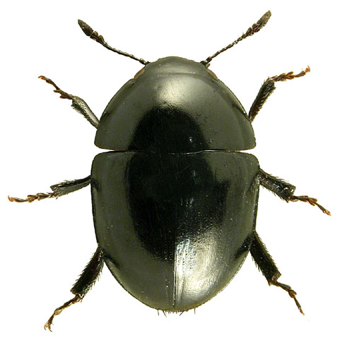Phalacrus corruscus