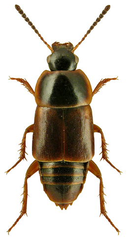 Tachinus pallipes