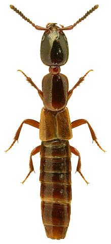 Xantholinus laevigatus