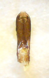 Aphthona euphorbiae