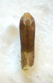 Aphthona euphorbiae