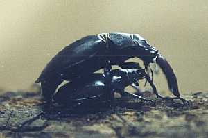 Lucanus cervus judaicus 雄74㍉野外品 Lucanus cervus欧洲深山锹形虫