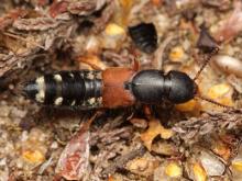 Platydracus stercorarius (image by Mark Gurney) Platydracus stercorarius (image by Mark Gurney)