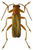 Cantharis cryptica