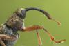 Dorytomus longimanus weevil