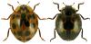 Harmonia axyridis