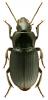 Harpalus rufipalpis
