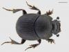 Onthophagus joannae