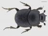 Onthophagus joannae
