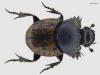 Onthophagus nuchicornis