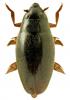 Orectochilus villosus