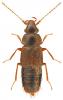 Trichophya pilicornis