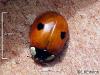 Adalia bipunctata Adalia bipunctata