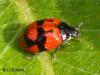 Adalia bipunctata Adalia bipunctata