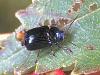 Cryptocephalus parvulus Cryptocephalus parvulus