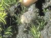 Curimopsis nigrita