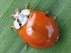 Harmonia axyridis Harmonia axyridis