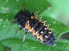 Harmonia axyridis Harmonia axyridis