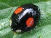 Harmonia axyridis Harmonia axyridis