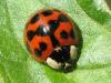 Harmonia axyridis Harmonia axyridis