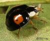 Harmonia axyridis Harmonia axyridis