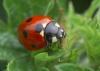 7-spot ladybird, John Bridges www.northeastwildlife.co.uk