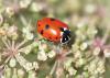Adonis' ladybird, John Bridges www.northeastwildlife.co.uk