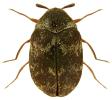 Anthrenus fuscus