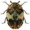 Anthrenus pimpinellae